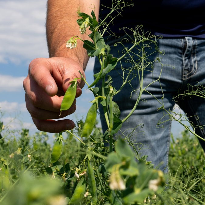 Farmer in jeans leans down to touch yellow field pea in farm field.