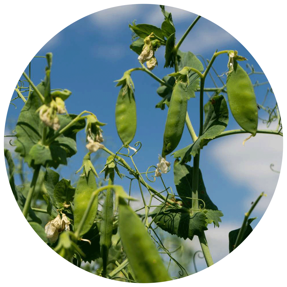 Yellow pea fields grow on vine under clear blue sky.