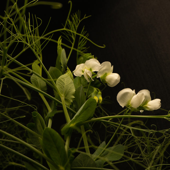 Close up of yellow pea tendrils with flower blooms.