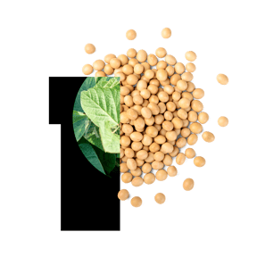 PURIS Non-GMO Soybean Seed PS101