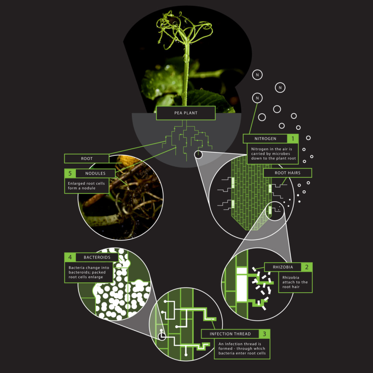 nitrogen-fixation-infographic