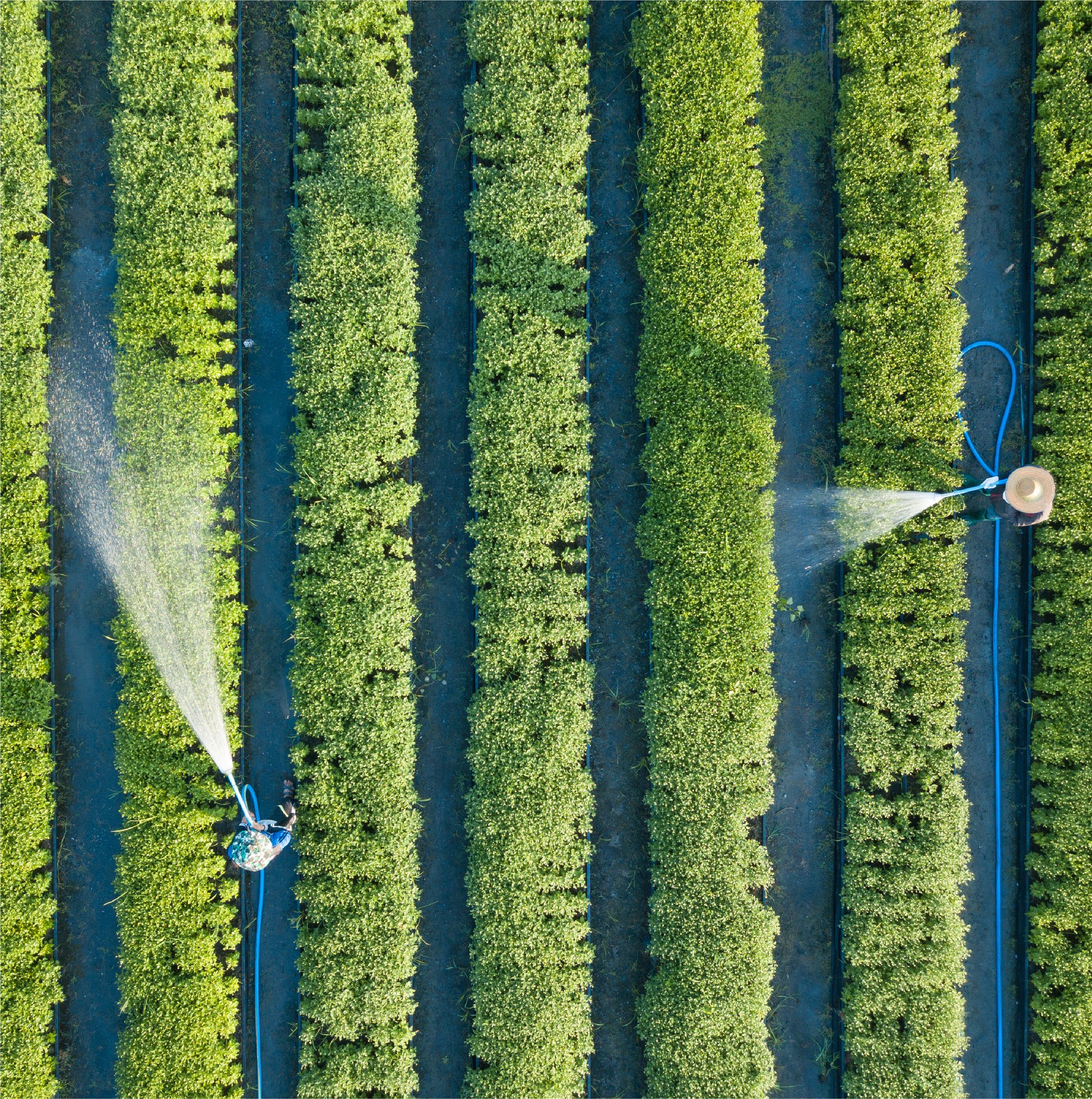 Farmers holding hoses water rows of yellow field peas