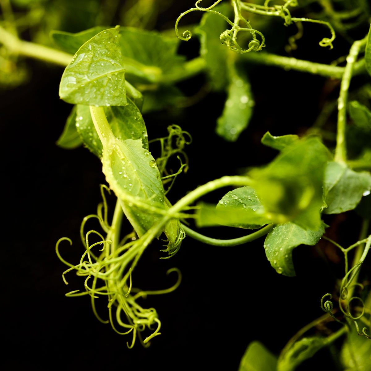 pea-plant-closeup